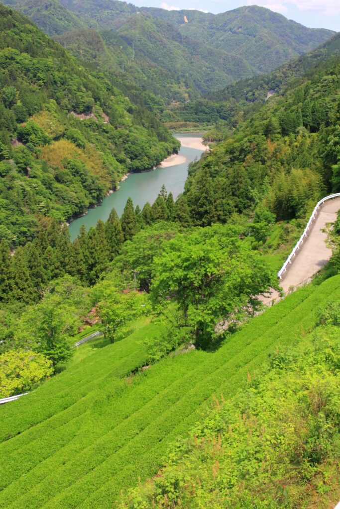 川根、大井川、天竜川の茶畑　Japanical ジャパニカル