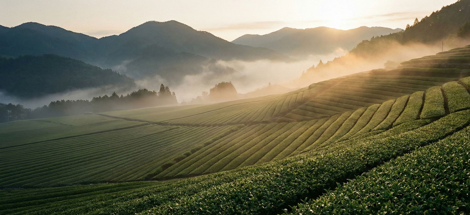 Japanical ジャパニカル　Green Horizon