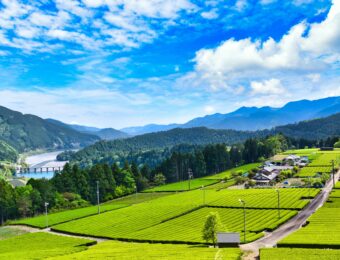 川根、大井川、天竜川の茶畑　Japanical ジャパニカル